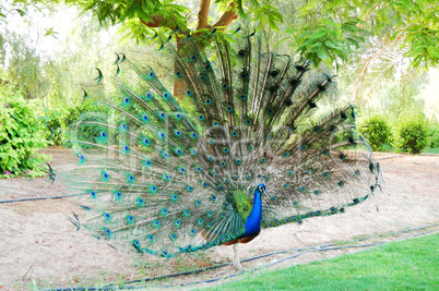 The peacock bird is near residence of Sheikh, Dubai, UAE