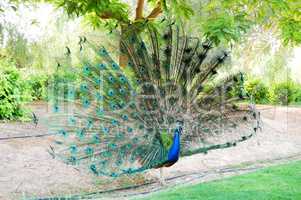 The peacock bird is near residence of Sheikh, Dubai, UAE