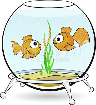 couple goldfish in an aquarium with caviar