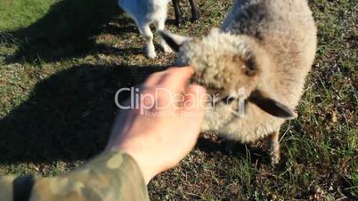 hand strokes head of sheep