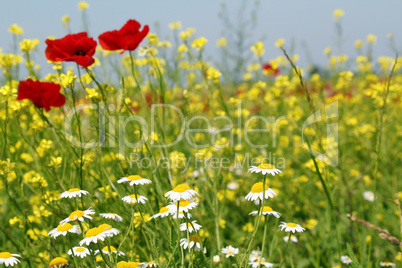 chamomile and poppy flowers