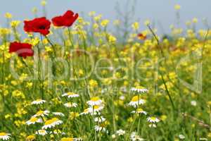 chamomile and poppy flowers