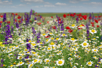 chamomile and wild flowers