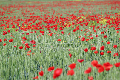 green wheat and poppy flowers