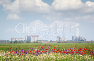 landscape with wild flowers and city in background