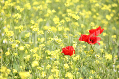 poppy and yellow wild flowers spring scene