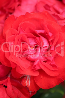 red rose flower close up