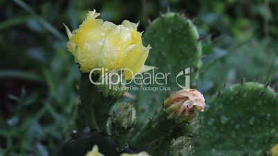 raindrops falling on the flowers of Opuntia