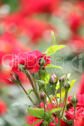 garden with red roses spring scene