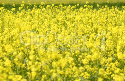 meadow with yellow flowers summertime