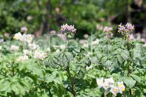 potato flower agriculture