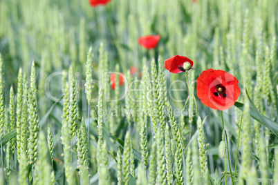 green wheat and red poppy flower