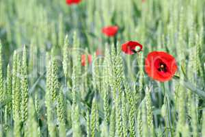 green wheat and red poppy flower