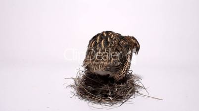 Quail on a nest with eggs