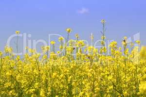 yellow flowers field