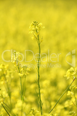 field with yellow flowers summer background