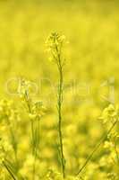 field with yellow flowers summer background