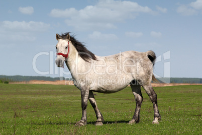 white horse on green field