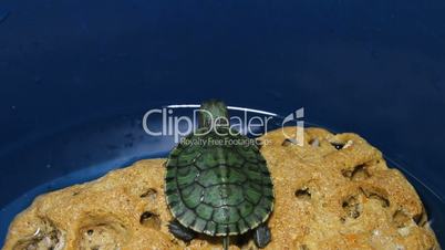 The red-eared turtle