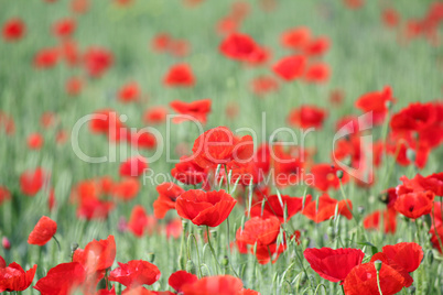 poppy and green wheat
