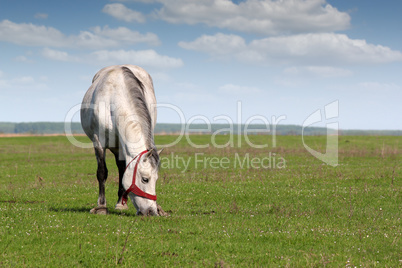 white horse in pasture