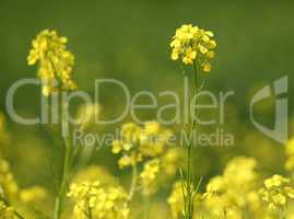 yellow flower summertime
