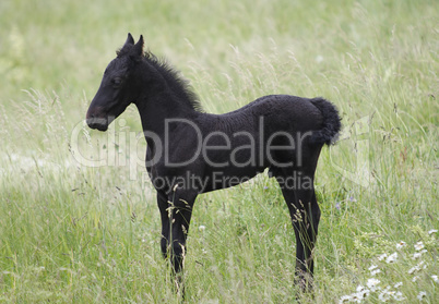 Black Little Colt On The Meadow