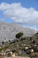 Schafe auf der Nissimos-Hochebene, Kreta