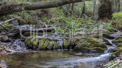 water from a small stream.