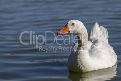 goose on a lake