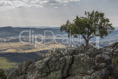 tree on top tree on top