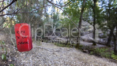 hiking path in the forest