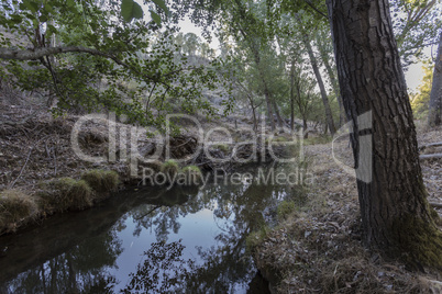 small stream in the forest