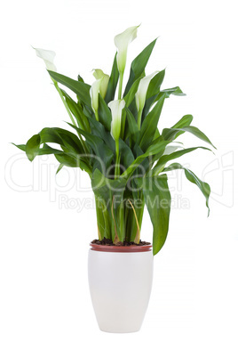 Calla lily in a pot