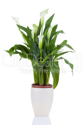 Calla lily in a pot
