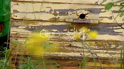 bees collect honey apiary honeycomb