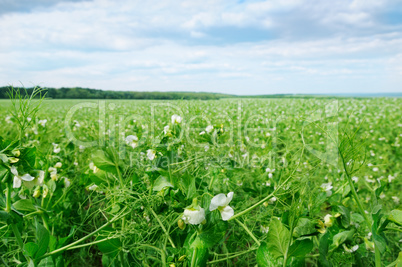field with flowering peas and blue sky