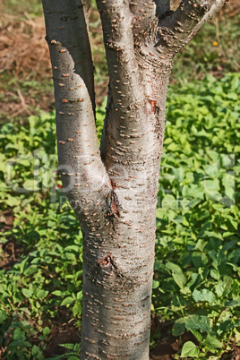 Trunk of a young plum tree