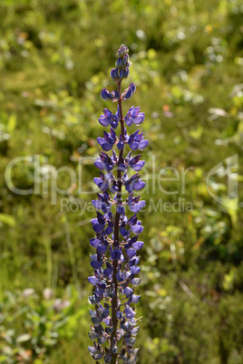 Lupine