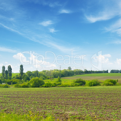 spring meadow and blue sky