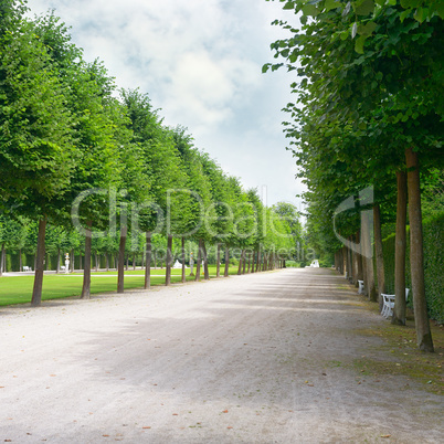 Tall trees along the footpath