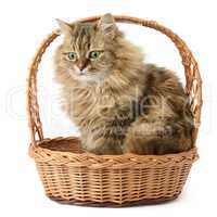 Beautiful cat in basket