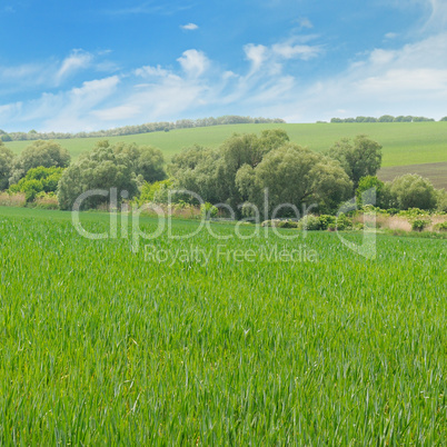 landscape with hilly field and blue sky