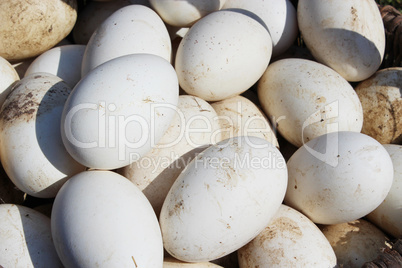 heap of goose eggs