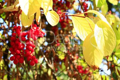 branch of red ripe schizandra