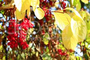 branch of red ripe schizandra