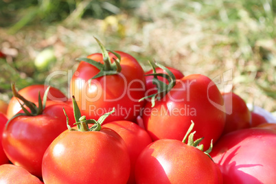 heap of red tomatoes