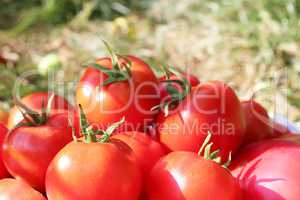 heap of red tomatoes