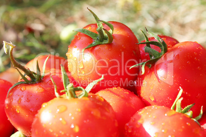 heap of red tomatoes