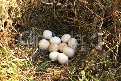 Nest of the hen with ten eggs